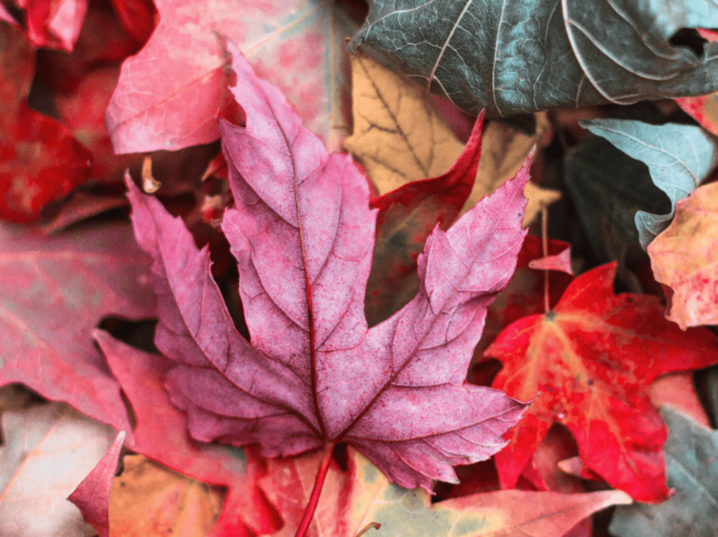 Ein Blatt im Wald: Simulation von Tritanomalie (Blau-Gelb-Schwäche)