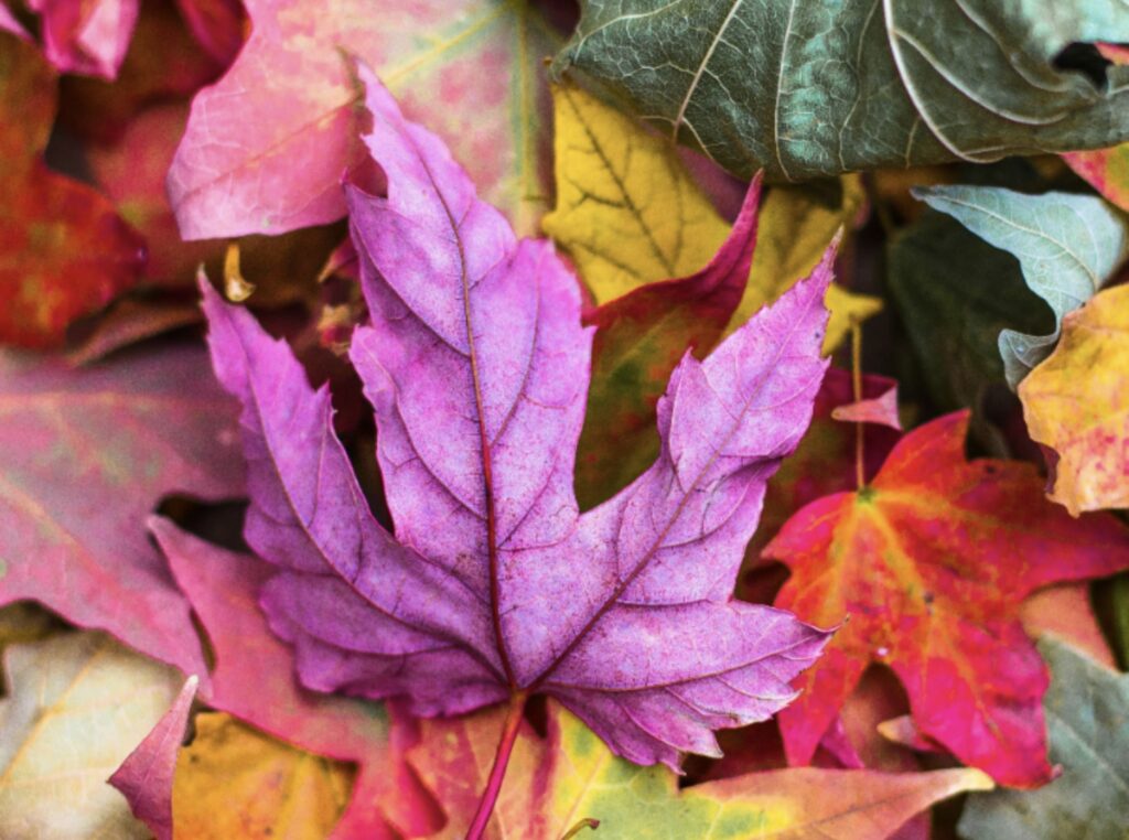 Ein Blatt im Wald: Originalzustand