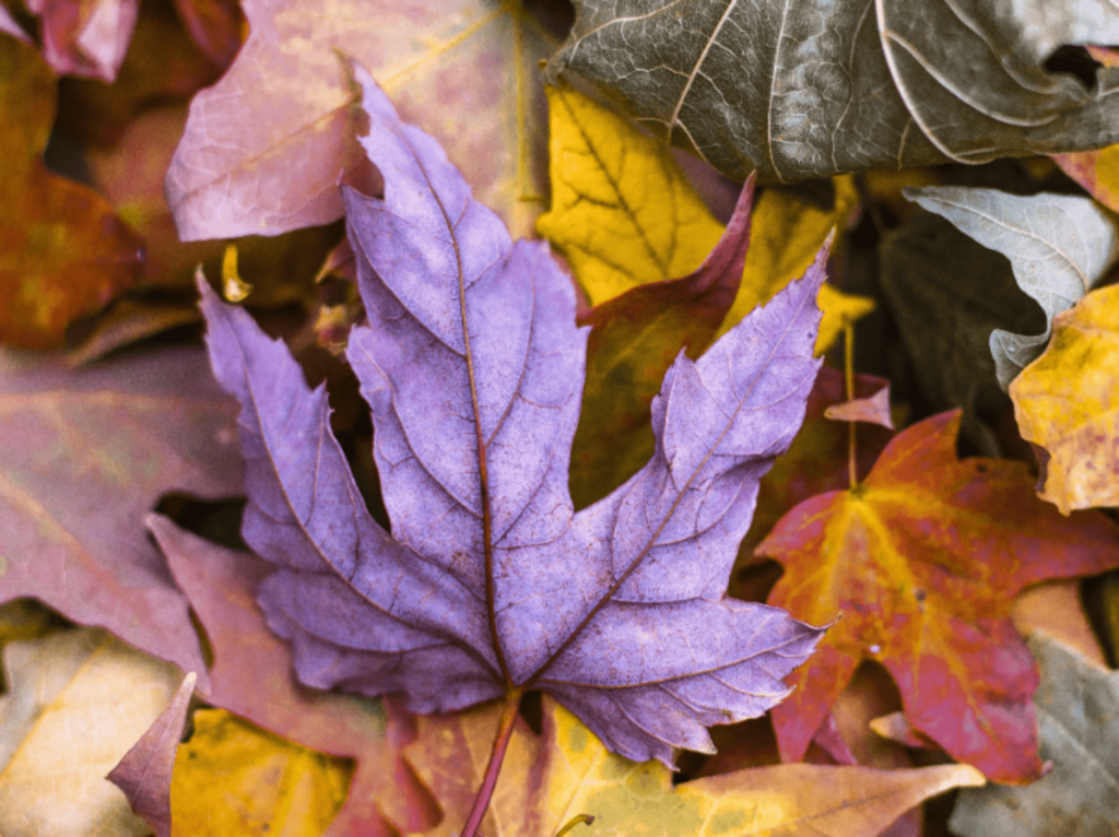 Ein Blatt im Wald: Simulation von Deuteranomaly (Grün-Schwäche)