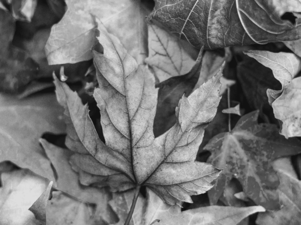 Ein Blatt im Wald: Simulation von Achromatopsie (totale Farbblindheit)