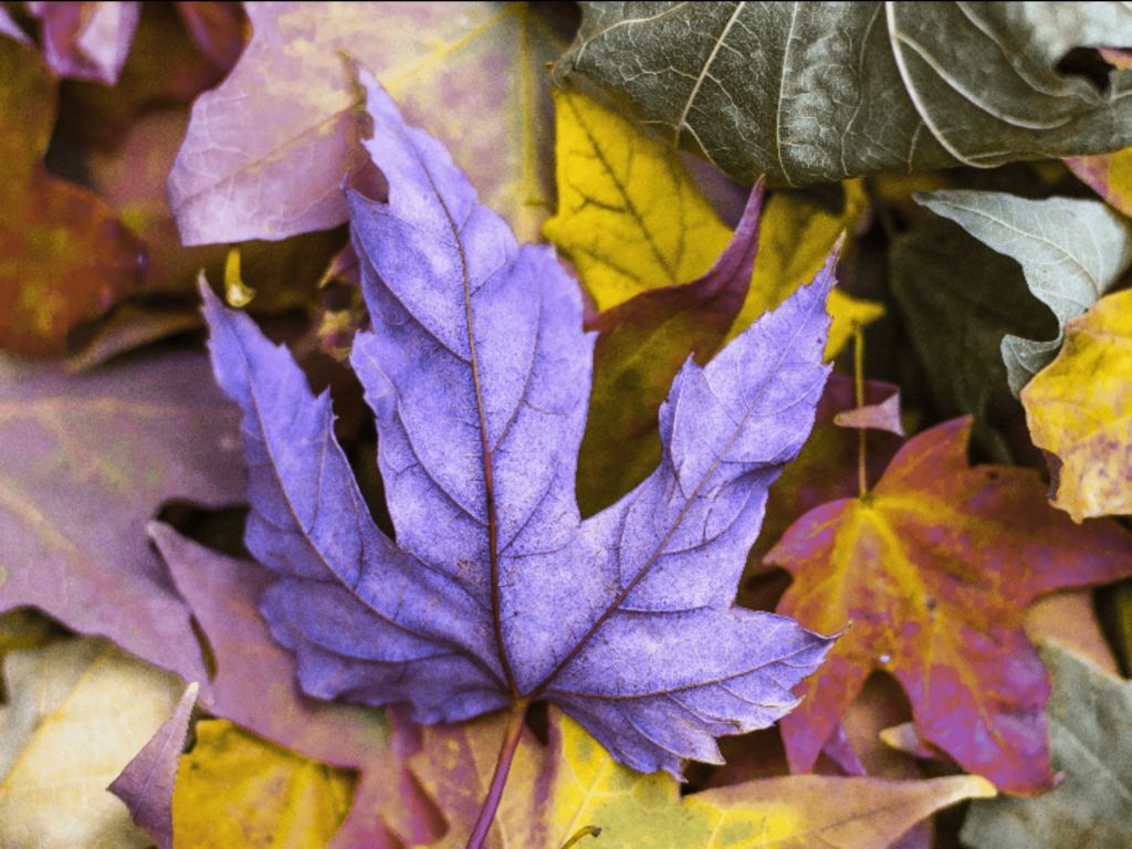 Ein Blatt im Wald: Simulation von Protanomalie (Rot-Schwäche)